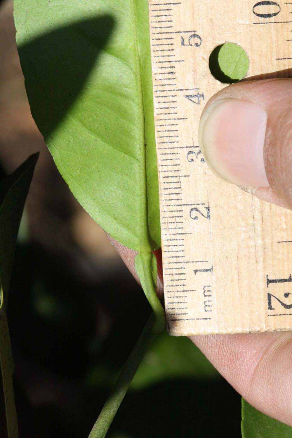              Unifoliolate leaf (Riverside, CA)       